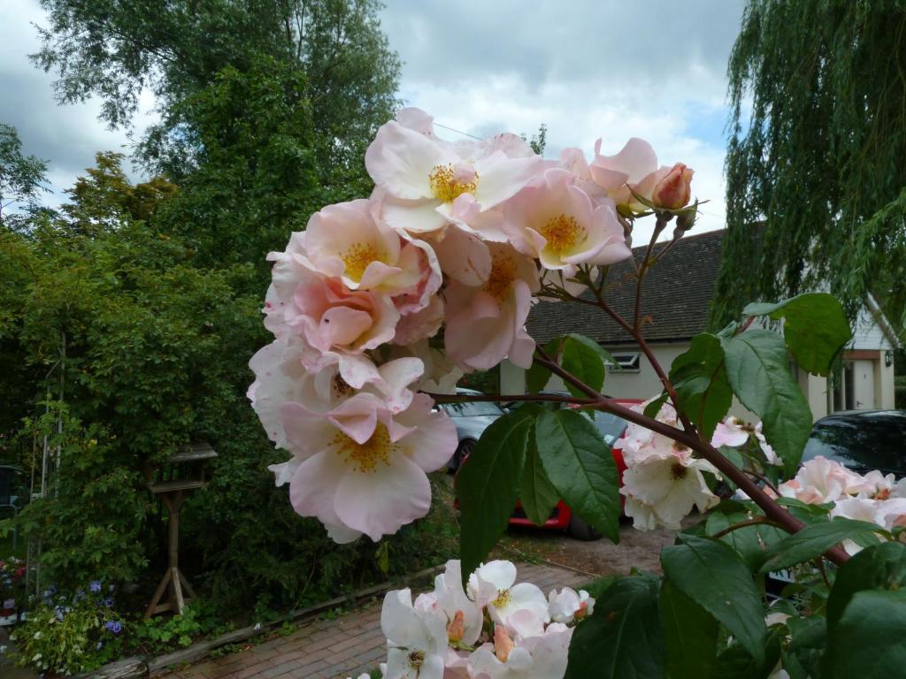 The Willows Guest House Takeley Camera foto